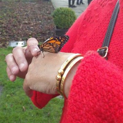 Chrysalis care Fostering London - Butterfly