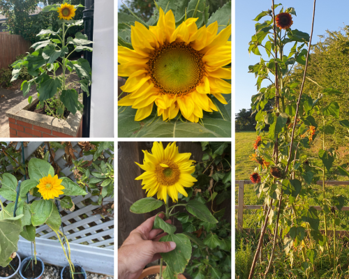 Sunflower challenge with Chrysalis care